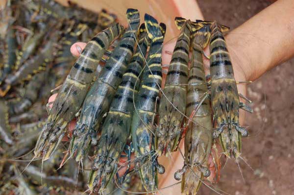nguyên liệu làm tôm rang muối