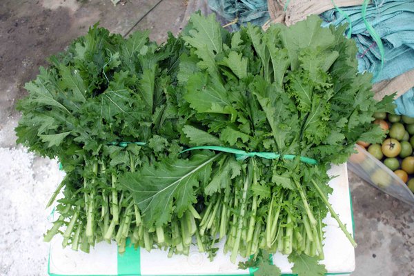 Rau cải mèo