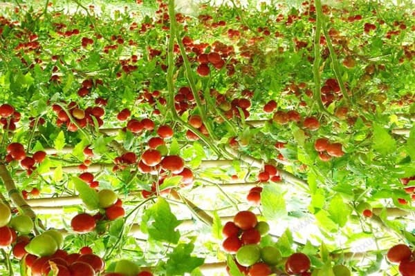 hình cà chua chống oxy hóa