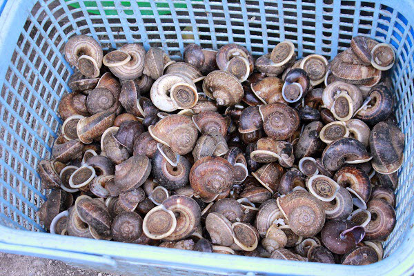 hình cách sơ chế ốc