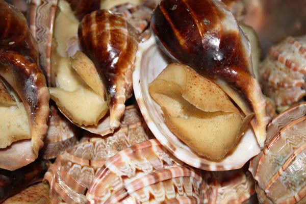 hình món ốc